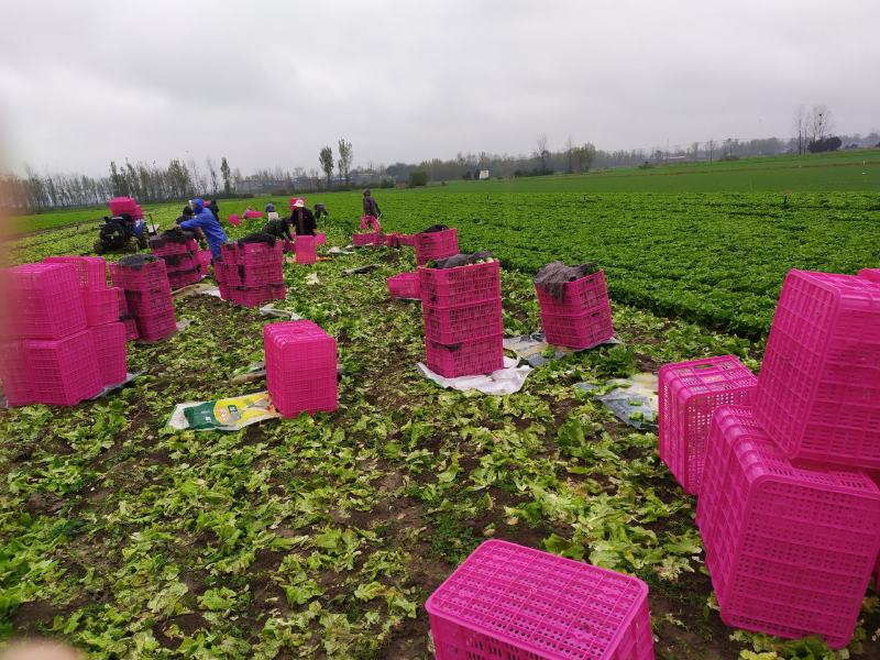精品生菜，奶白菜，上海青，基地发车