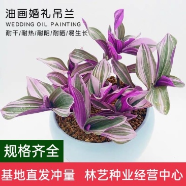 油画婚礼吊兰锦盆栽办公室绿植肉肉垂吊多肉植物圆叶荷兰进口