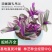 油画婚礼吊兰锦盆栽办公室绿植肉肉垂吊多肉植物圆叶荷兰进口