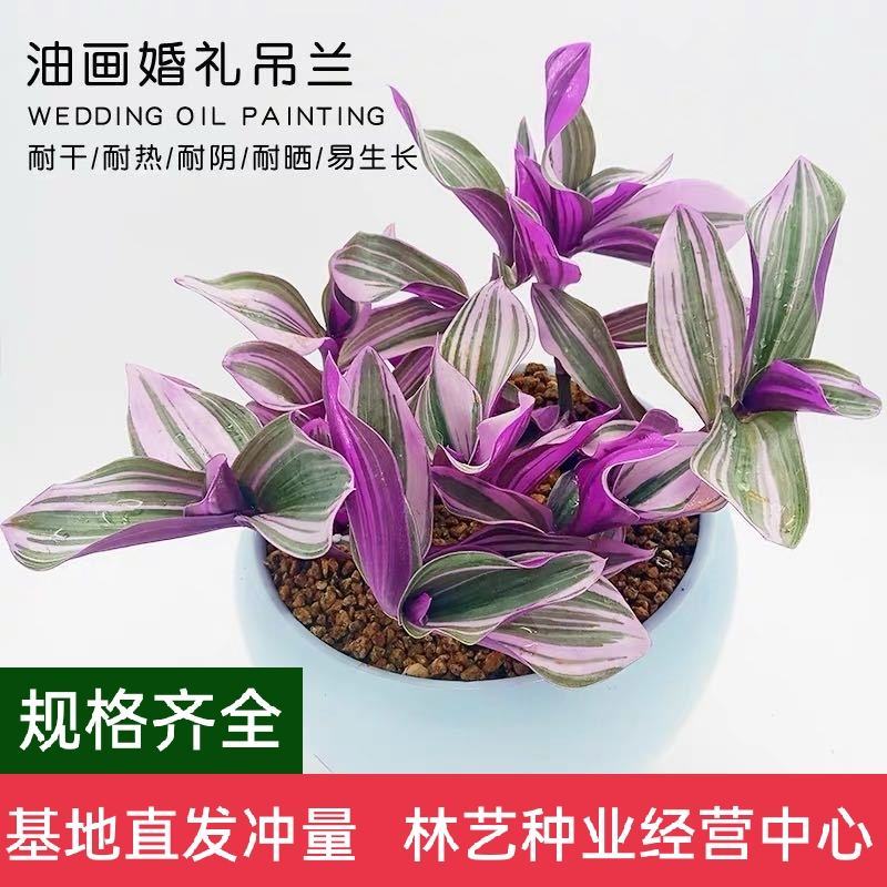 油画婚礼吊兰锦盆栽办公室绿植肉肉垂吊多肉植物圆叶荷兰进口