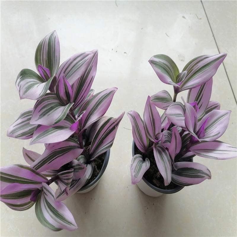 油画婚礼吊兰锦盆栽办公室绿植肉肉垂吊多肉植物圆叶荷兰进口