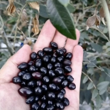 山豆根种子颗颗饱满发芽率高