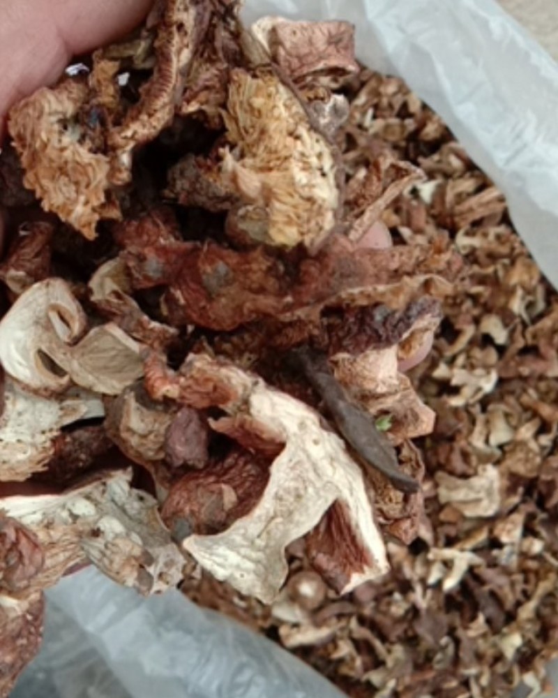 地扣，土豆蘑，杨树林里面出的，烘干货，整个，切开的都有