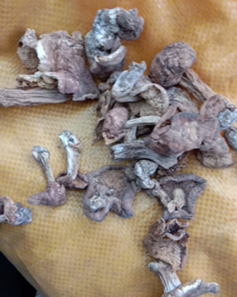 地扣，土豆蘑，杨树林里面出的，烘干货，整个，切开的都有