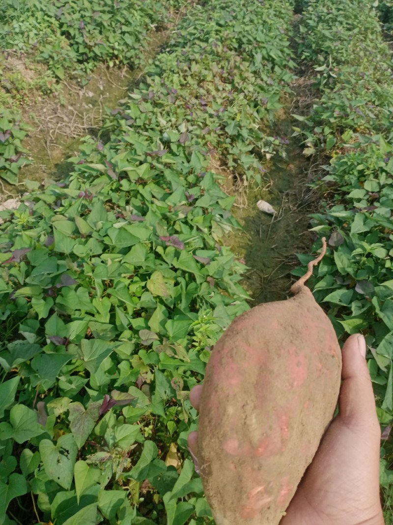 广东广薯87鸡蛋黄，欢迎砸单，加工薯三两起步大量供应