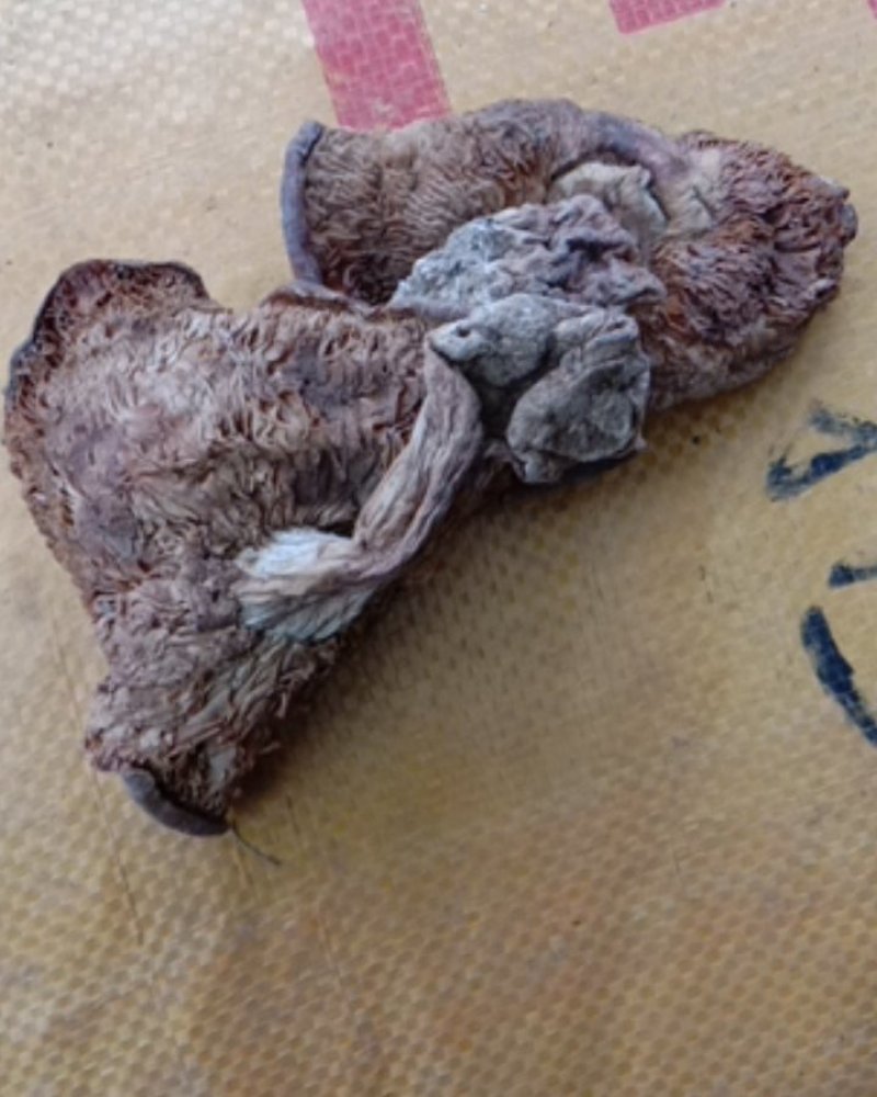 地扣，土豆蘑，杨树林里面出的，烘干货，整个，切开的都有