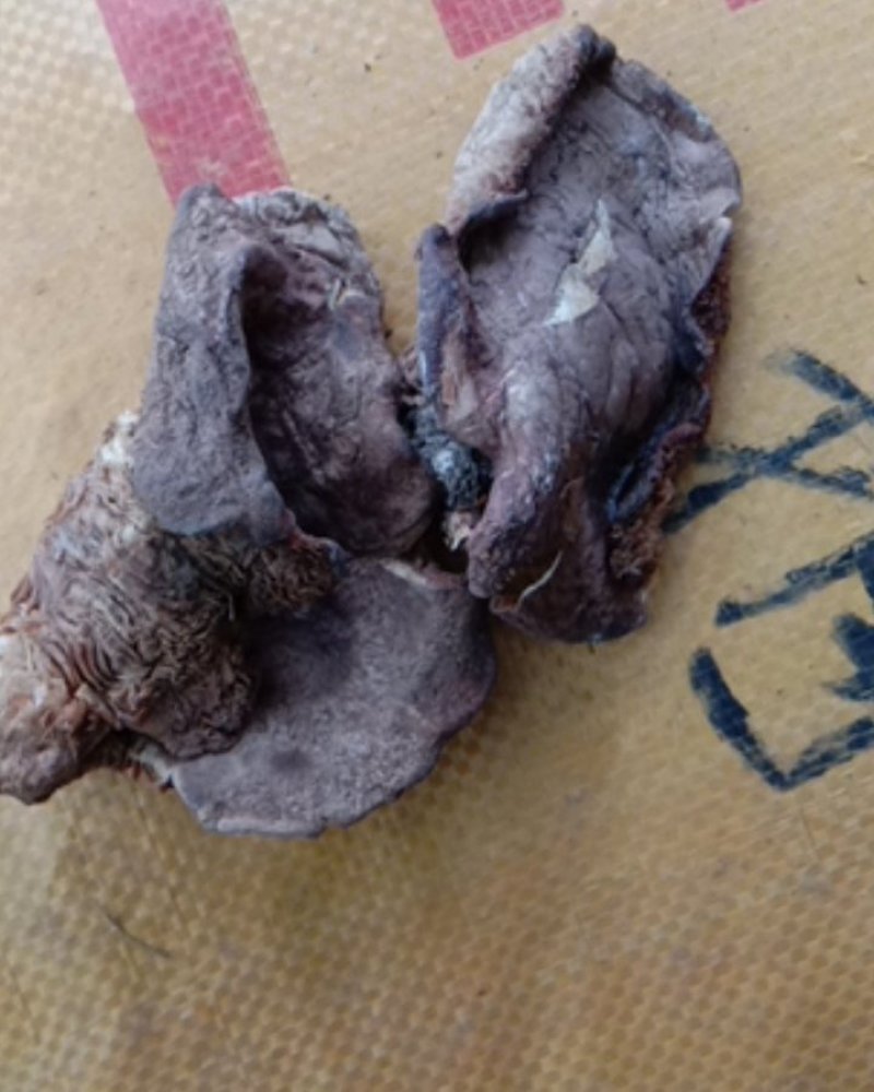 地扣，土豆蘑，杨树林里面出的，烘干货，整个，切开的都有
