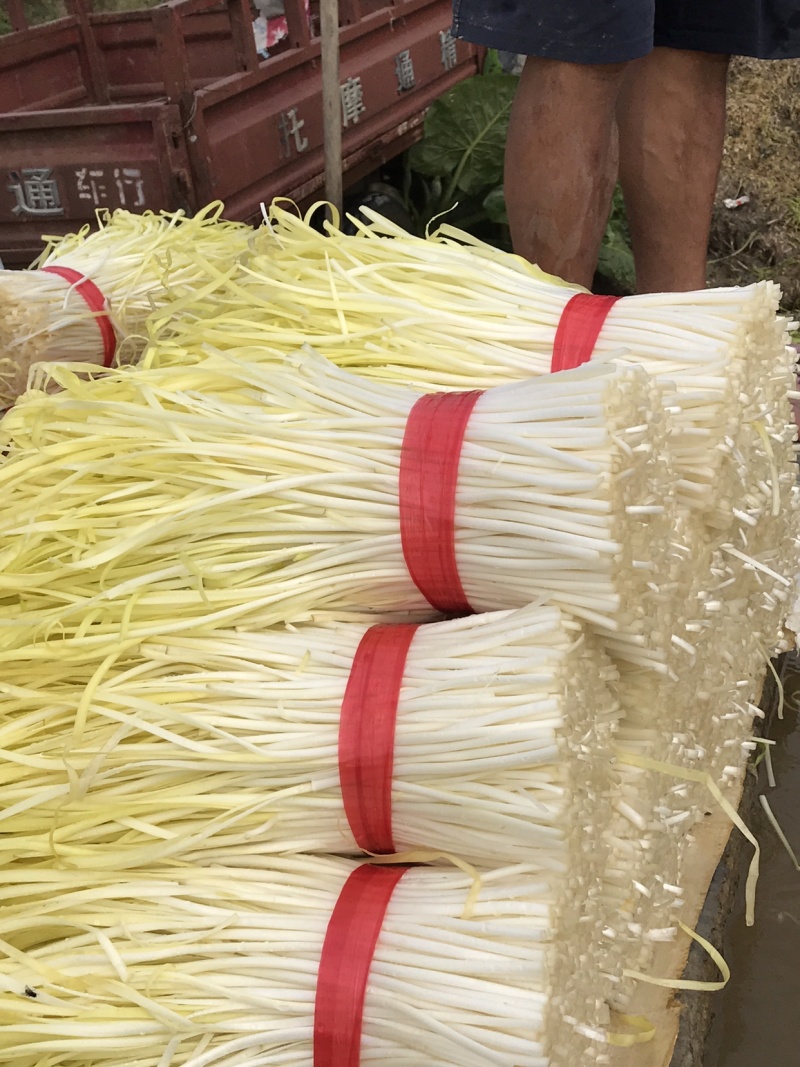 韭黄头茬30～40公分