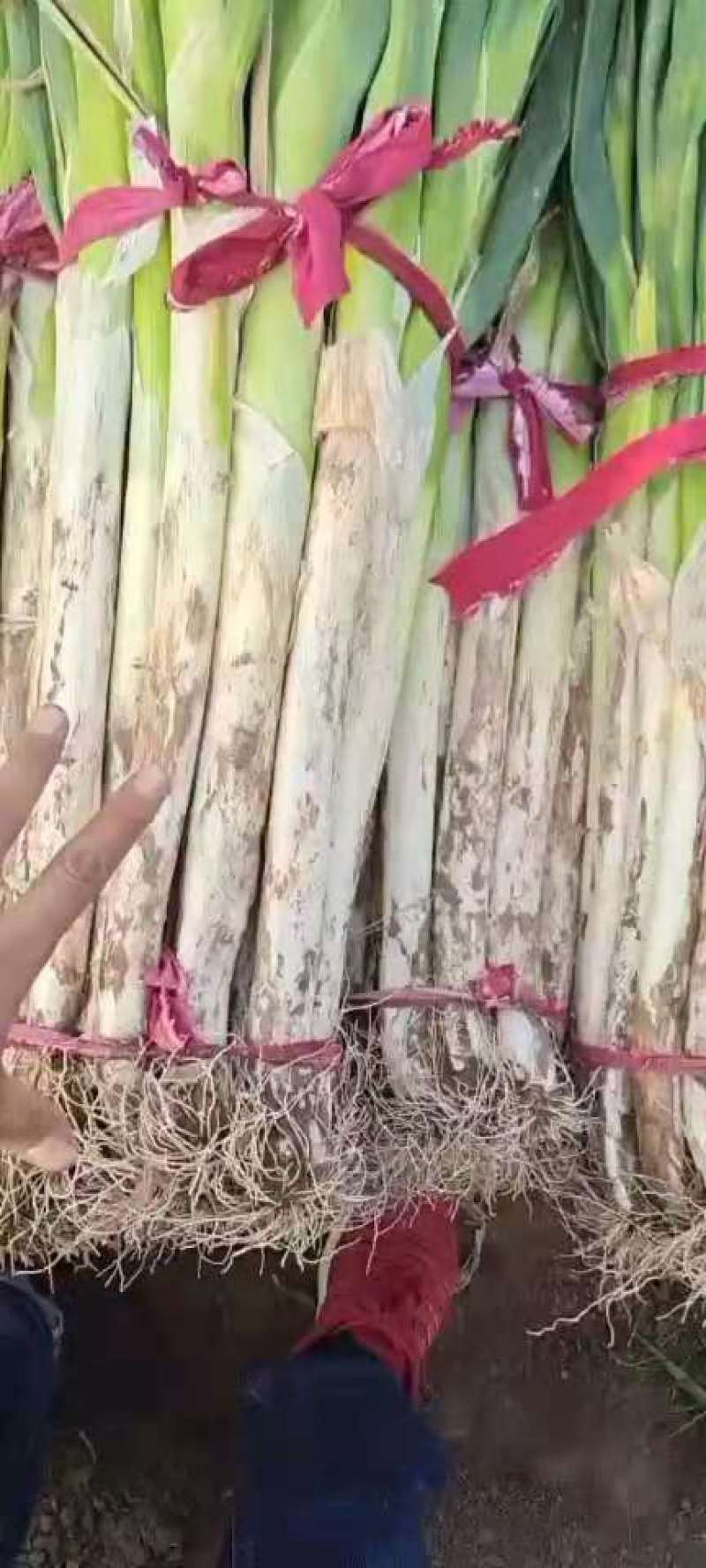 青州优质长白大葱大量上市了。有需要的老板可以联系我。