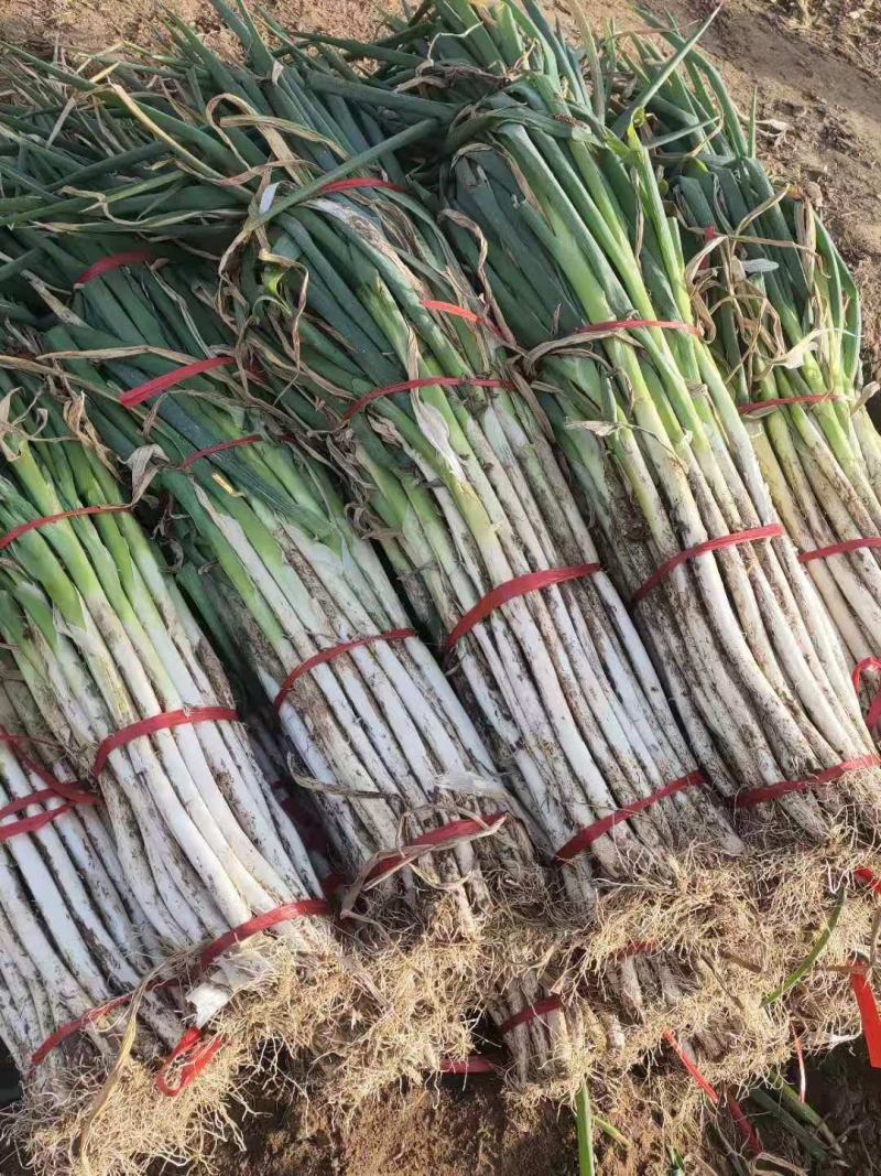 青州优质长白大葱大量上市了。有需要的老板可以联系我。