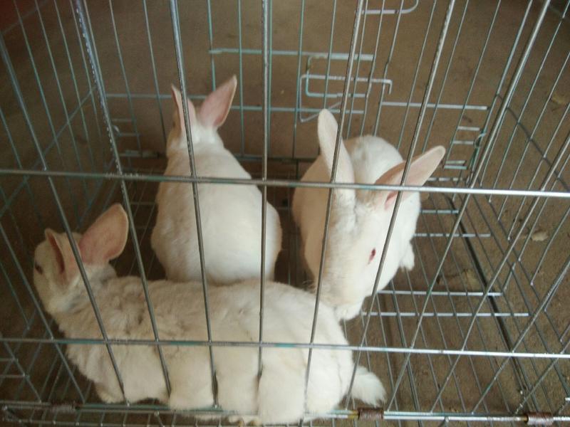 新西兰、比利时、獭兔、花巨兔兔苗兔种有想要的留个手机号