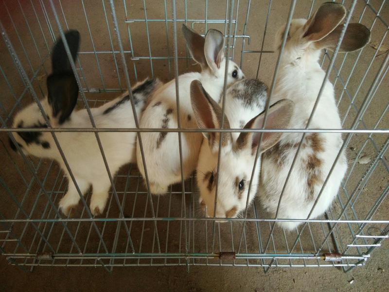新西兰、比利时、獭兔、花巨兔兔苗兔种有想要的留个手机号