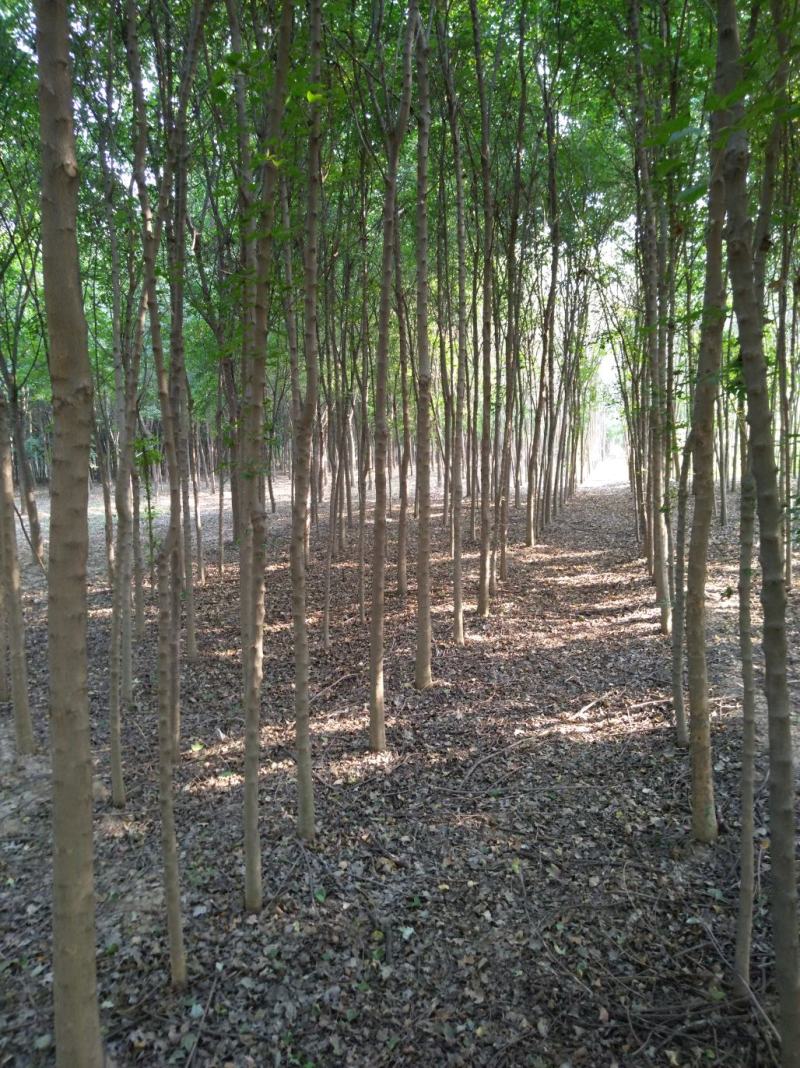 河南3----20公分三角枫出售