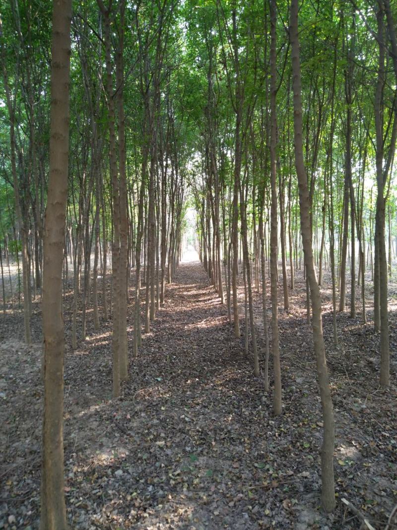 河南3----20公分三角枫出售