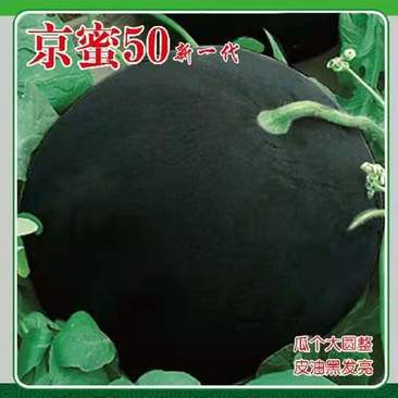 西瓜种子京蜜50新一代杂交种子纯黑皮无籽西瓜蜡粉