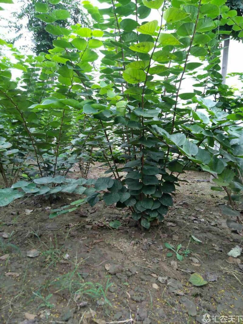 河南丛生紫荆大量供应