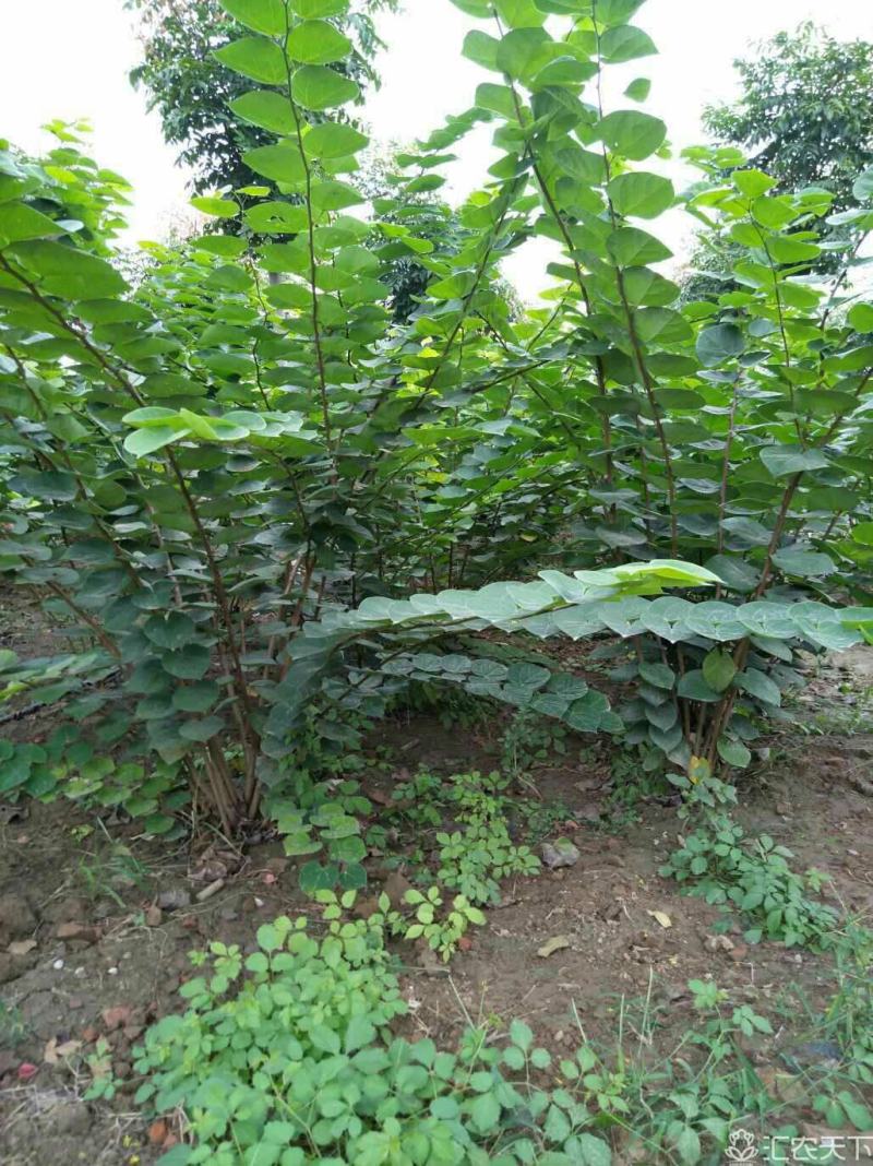 河南丛生紫荆大量供应
