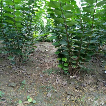 河南丛生紫荆大量供应