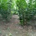 河南丛生紫荆大量供应