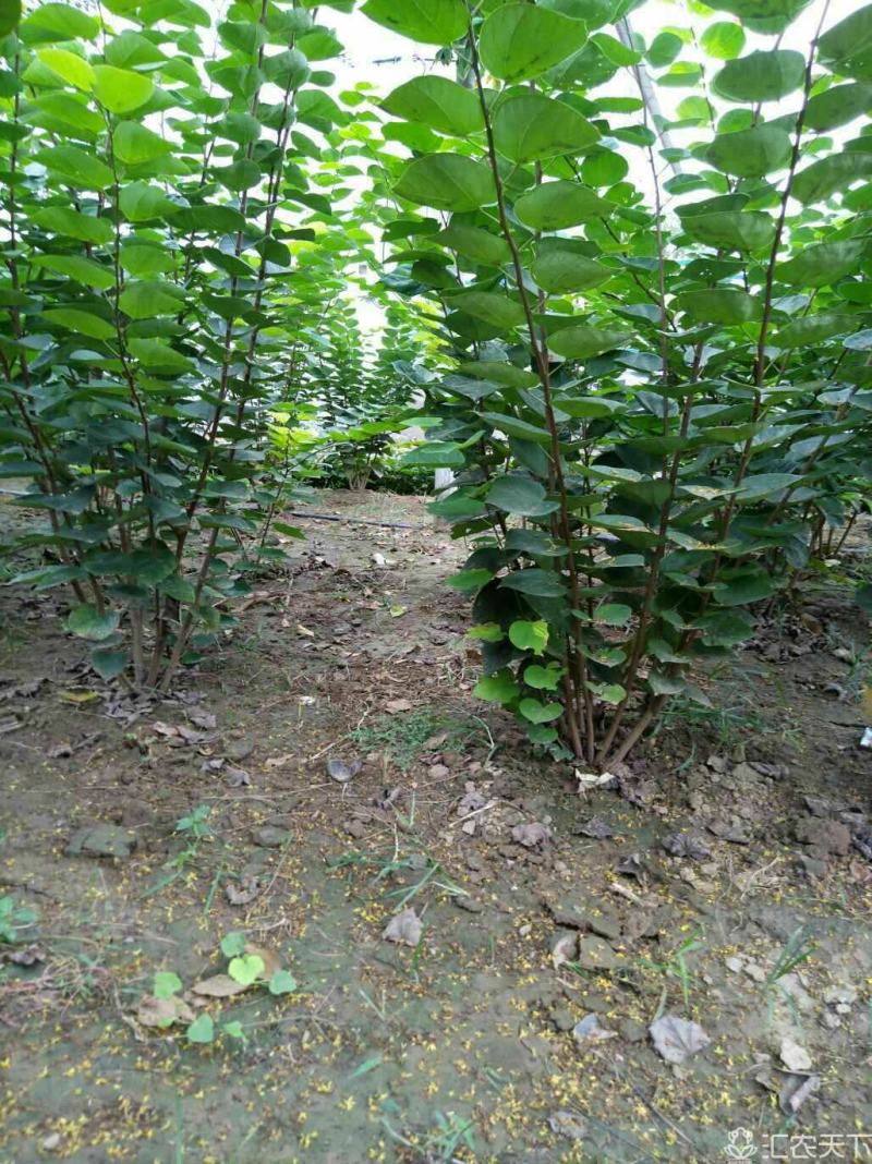 河南丛生紫荆大量供应