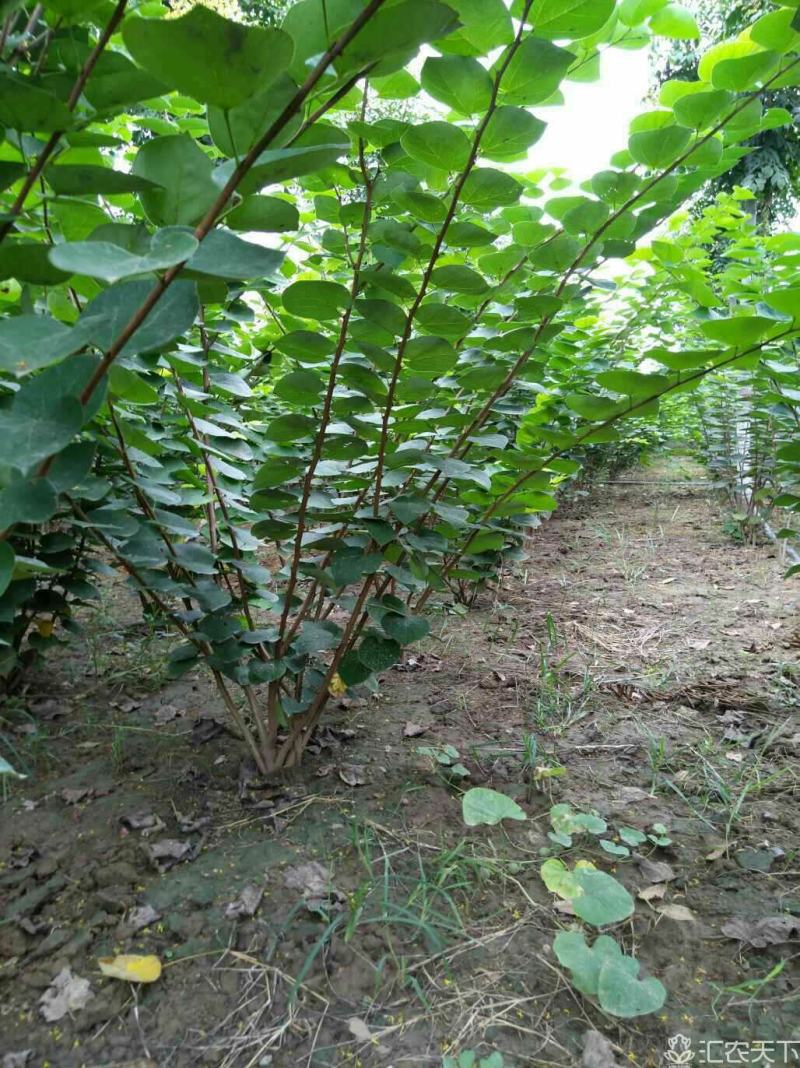 河南丛生紫荆大量供应