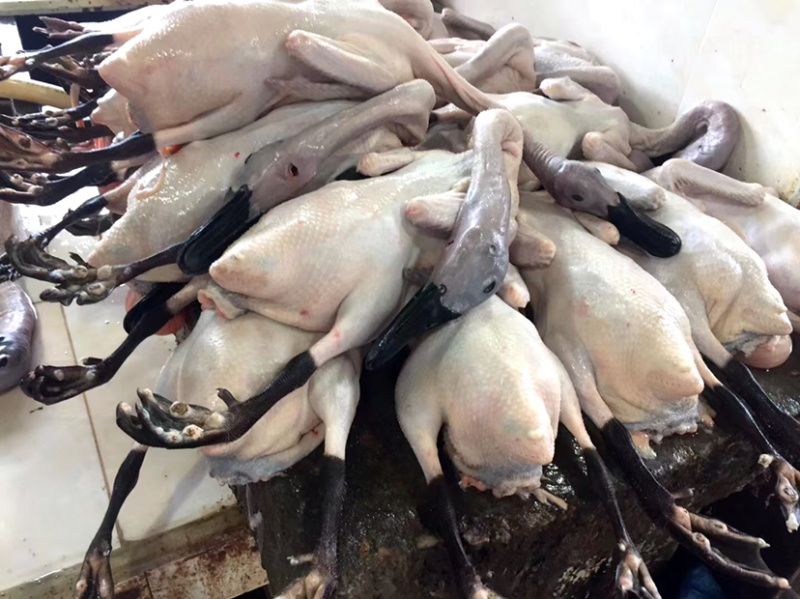 正宗连城白鹭鸭是全国唯一真正认证有药食生态硒的鸭子