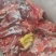 蒙古马肉，四分体，五分体，颜色特别漂大量现货