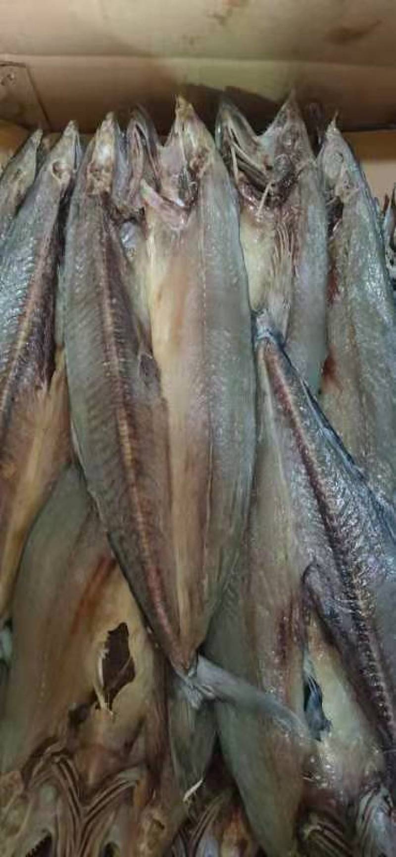 燕尾鲅（咸鱼），开背去内脏的咸鱼，补钙佳品，一手货源
