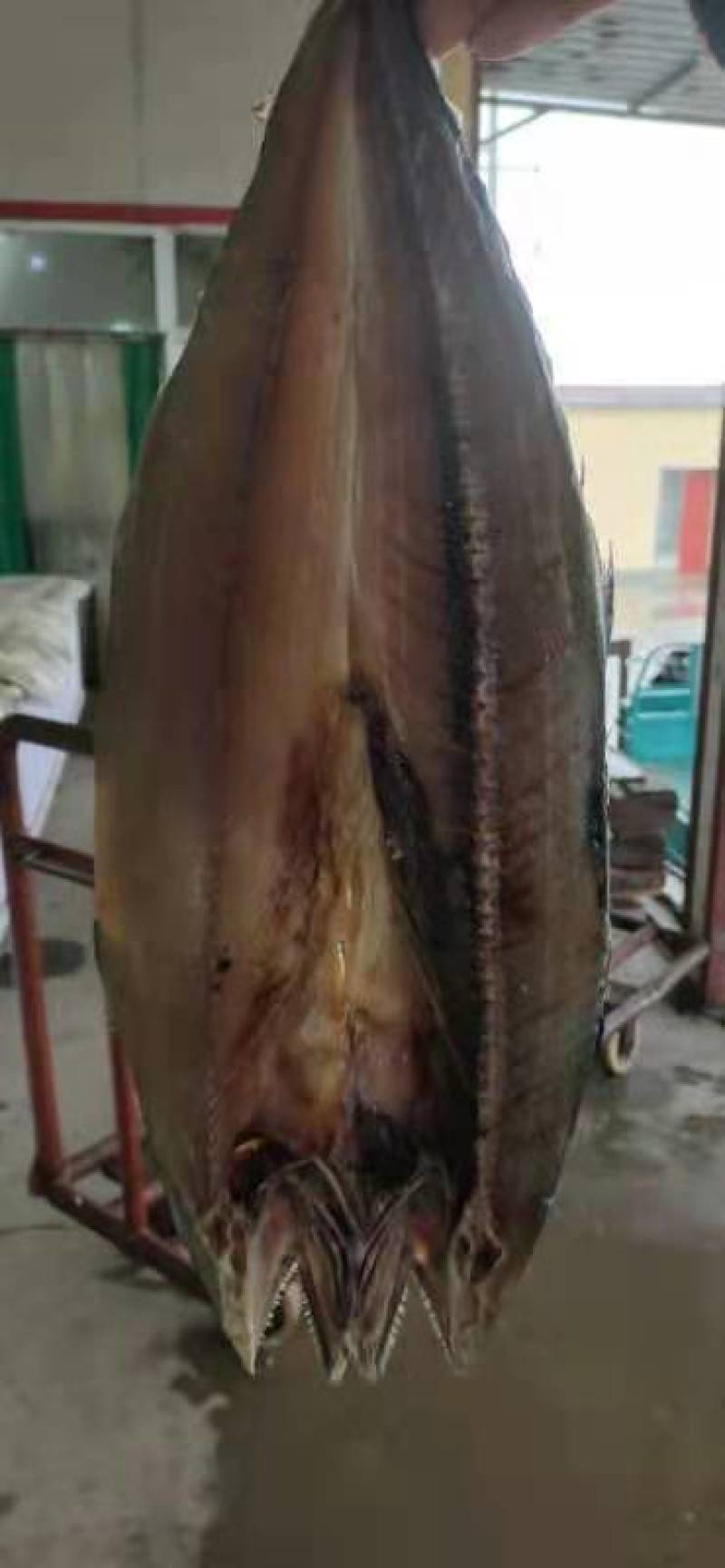 燕尾鲅（咸鱼），开背去内脏的咸鱼，补钙佳品，一手货源