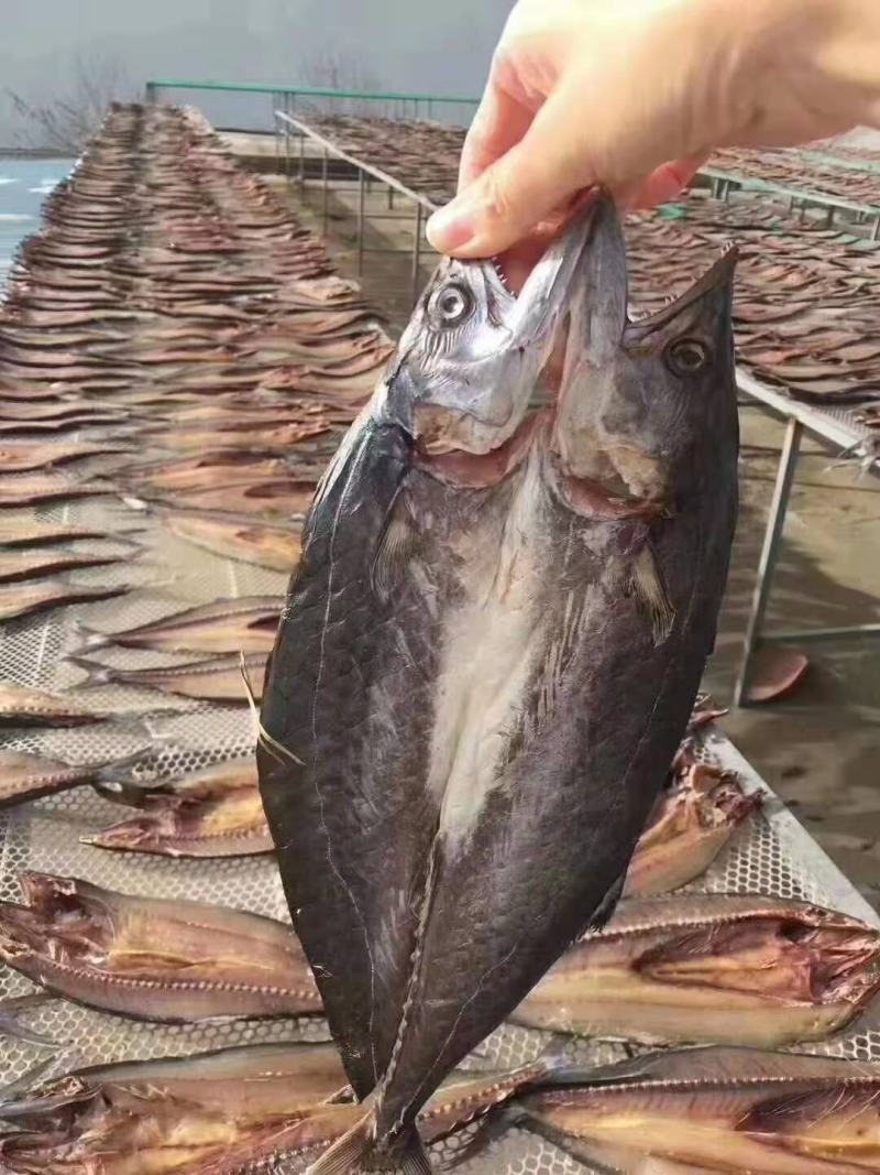 燕尾鲅（咸鱼），开背去内脏的咸鱼，补钙佳品，一手货源