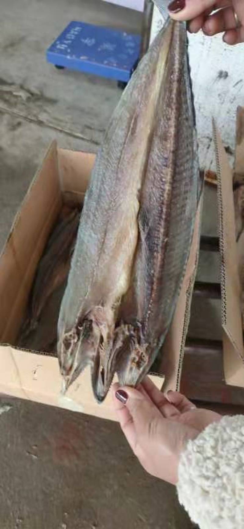 燕尾鲅（咸鱼），开背去内脏的咸鱼，补钙佳品，一手货源