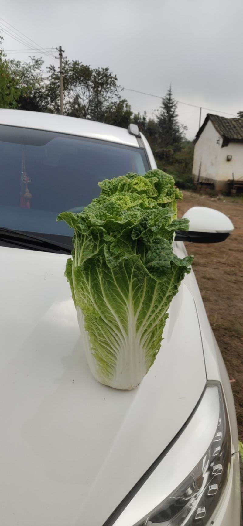 黄心大白菜，云南山地菜，受雨露之詹养，吸天地之精华