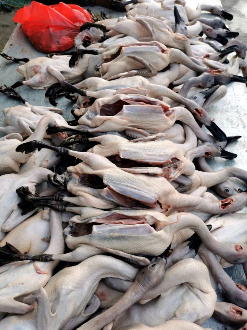 正宗连城白鹭鸭是全国唯一真正认证有药食生态硒的鸭子
