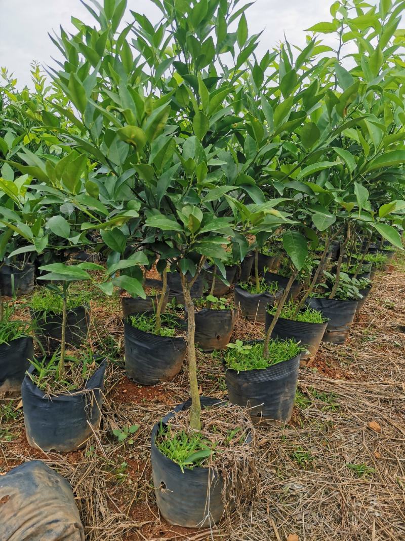 正宗沃柑苗，地苗，杯苗，移植苗假一赔十，免费种植技术服务