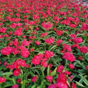 常夏石竹/时今草花/基地直销/保质保量/