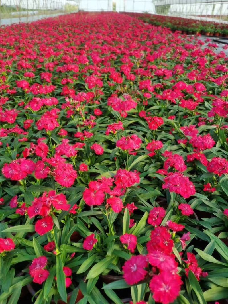 常夏石竹/时今草花/基地直销/保质保量/