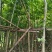 出售阴香(天竺桂)3-15公分,需要的老板联系
