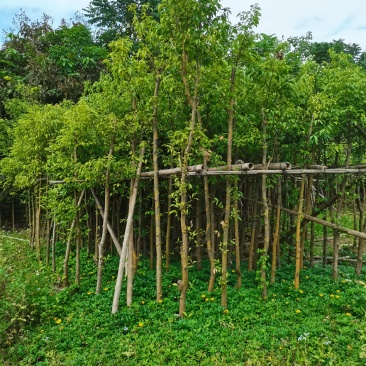 出售阴香(天竺桂)3-15公分,需要的老板联系