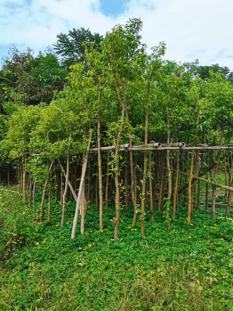 出售阴香（天竺桂）3-15公分，需要的老板联系