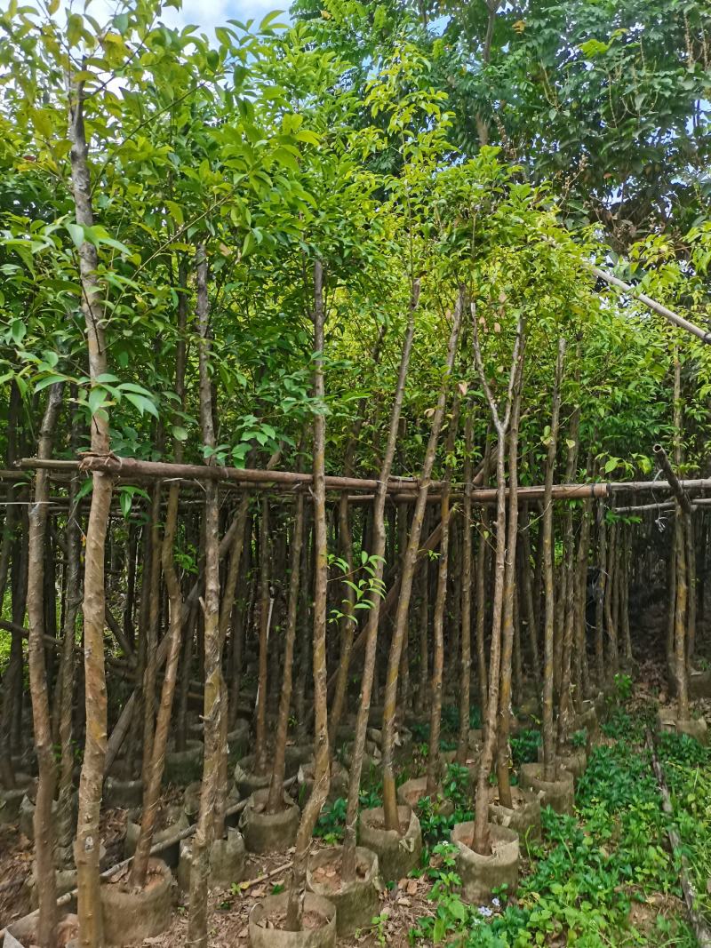 出售阴香（天竺桂）3-15公分，需要的老板联系