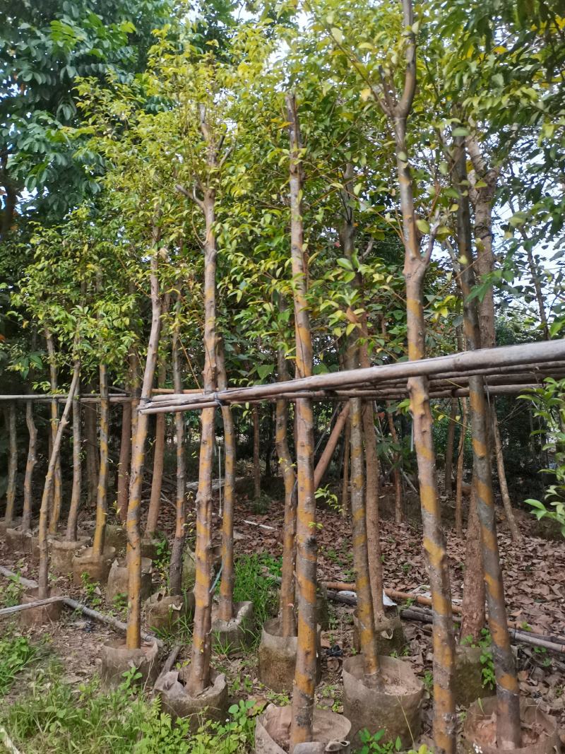 出售阴香（天竺桂）3-15公分，需要的老板联系