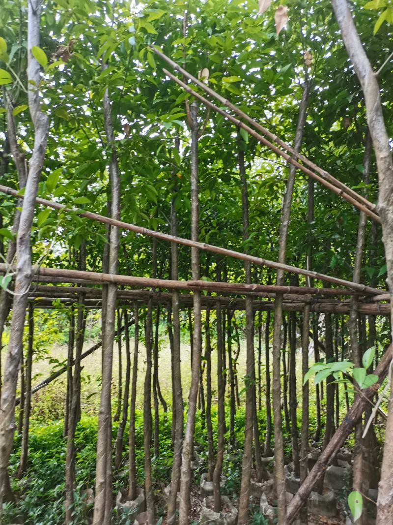 出售阴香（天竺桂）3-15公分，需要的老板联系