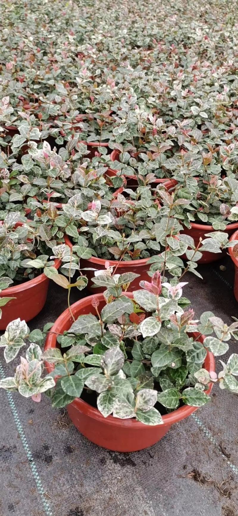 花叶络石/多年生植物/时今花卉/基地直销
