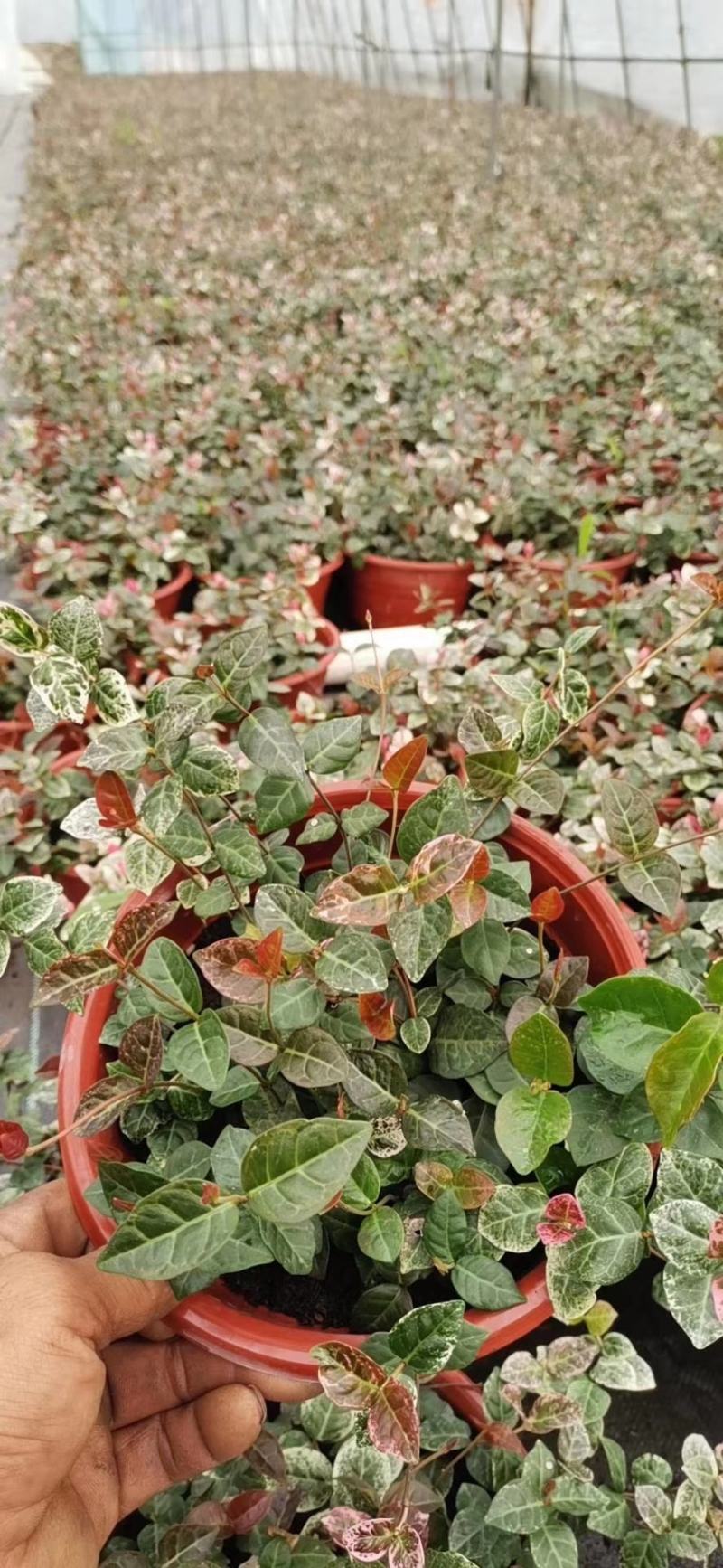 花叶络石/多年生植物/时今花卉/基地直销