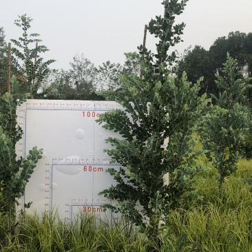 银叶金合欢，1.5—2米银叶金合欢，银叶金合欢基地直