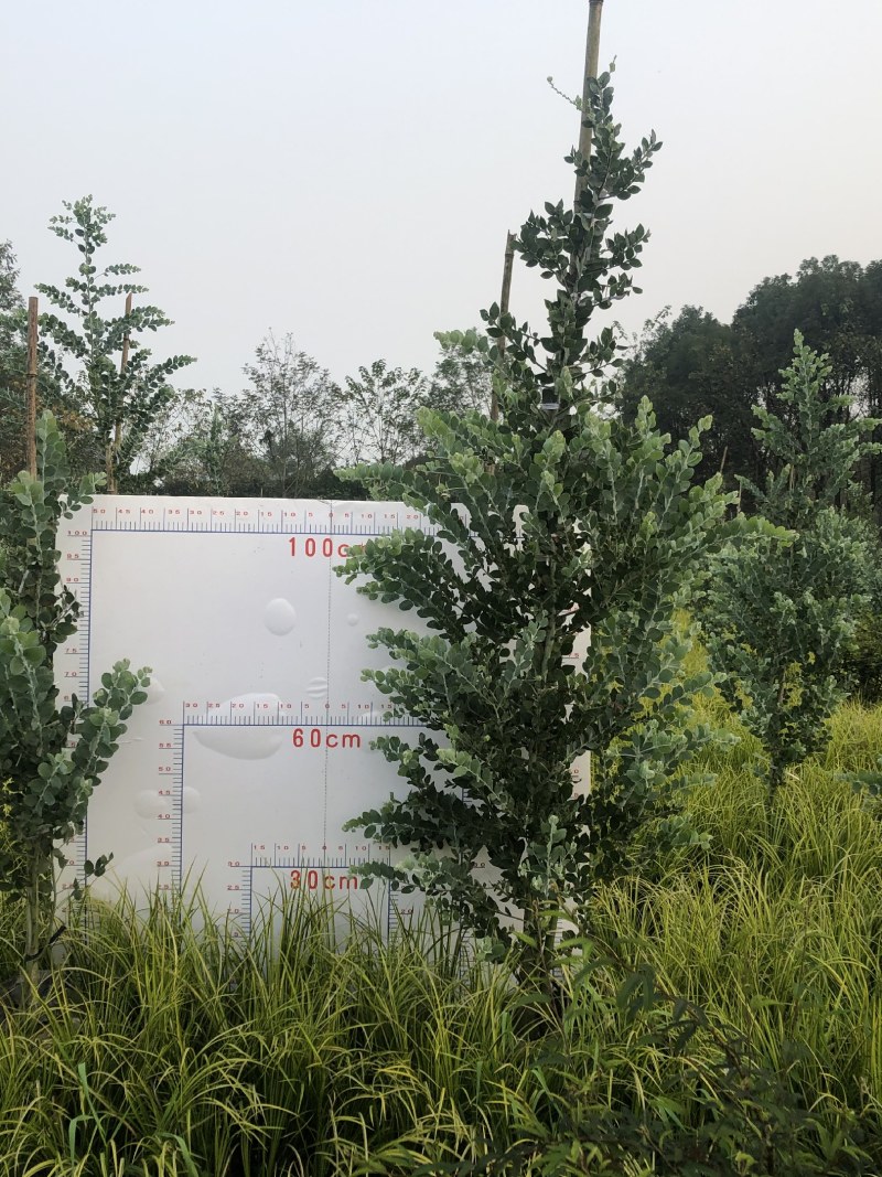 银叶金合欢，1.5—2米银叶金合欢，银叶金合欢基地直