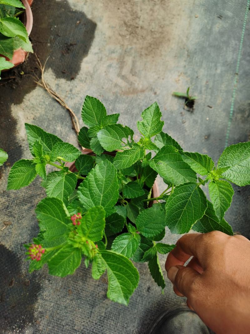 五色梅/花色多样/多年生植物/时今花卉/基地直销