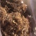 地胆头地胆草头干货地胆头洗水地胆头太阳晒地胆草头干货