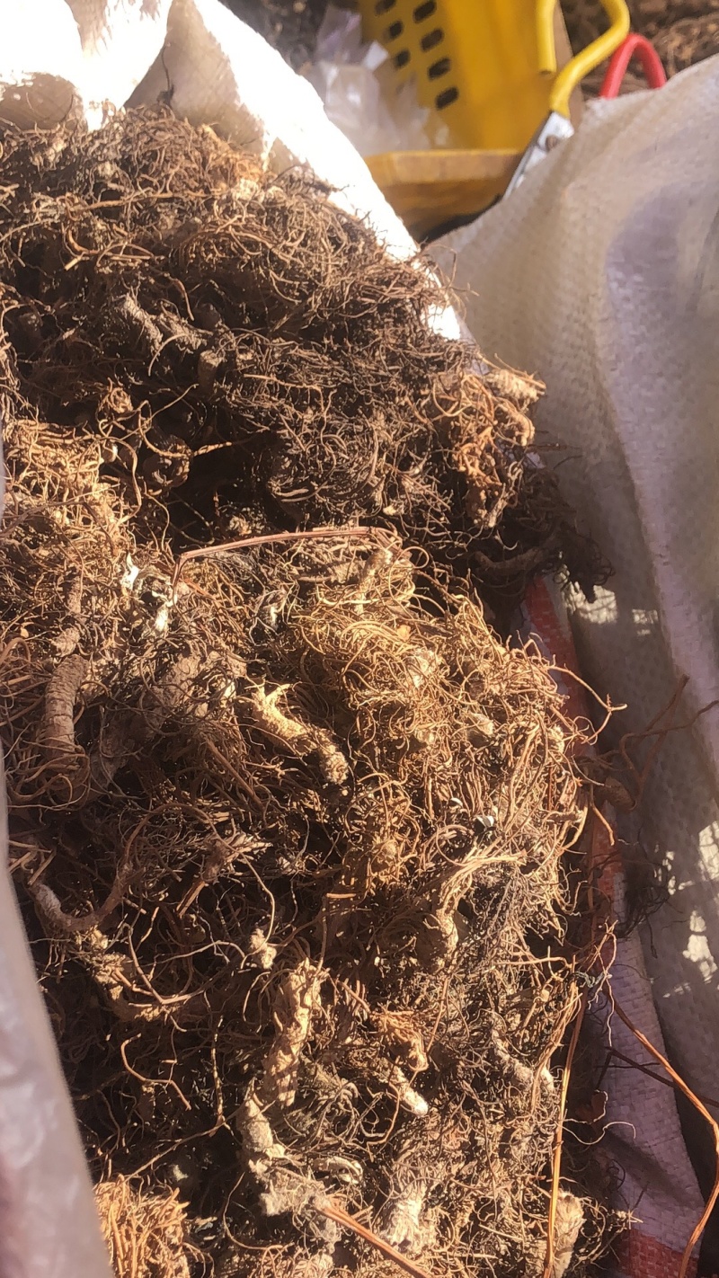 地胆头地胆草头干货地胆头洗水地胆头太阳晒地胆草头干货