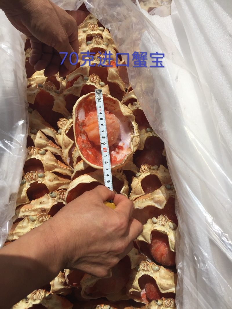蟹宝一手货源30克，40克，50克，70克